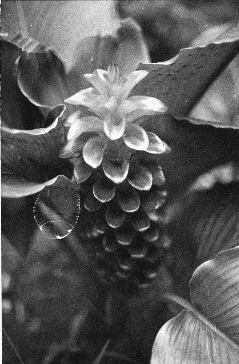 Escamas