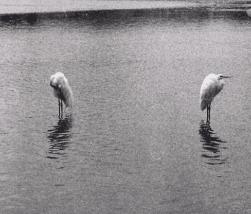 Lagoa